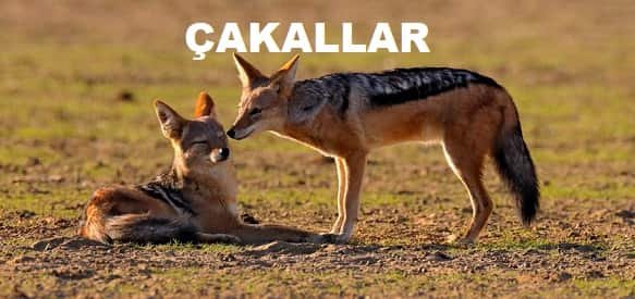 Cakal Fotoğrafı - 3