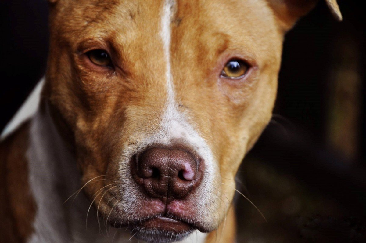 Pitbull Fotoğrafı - 3
