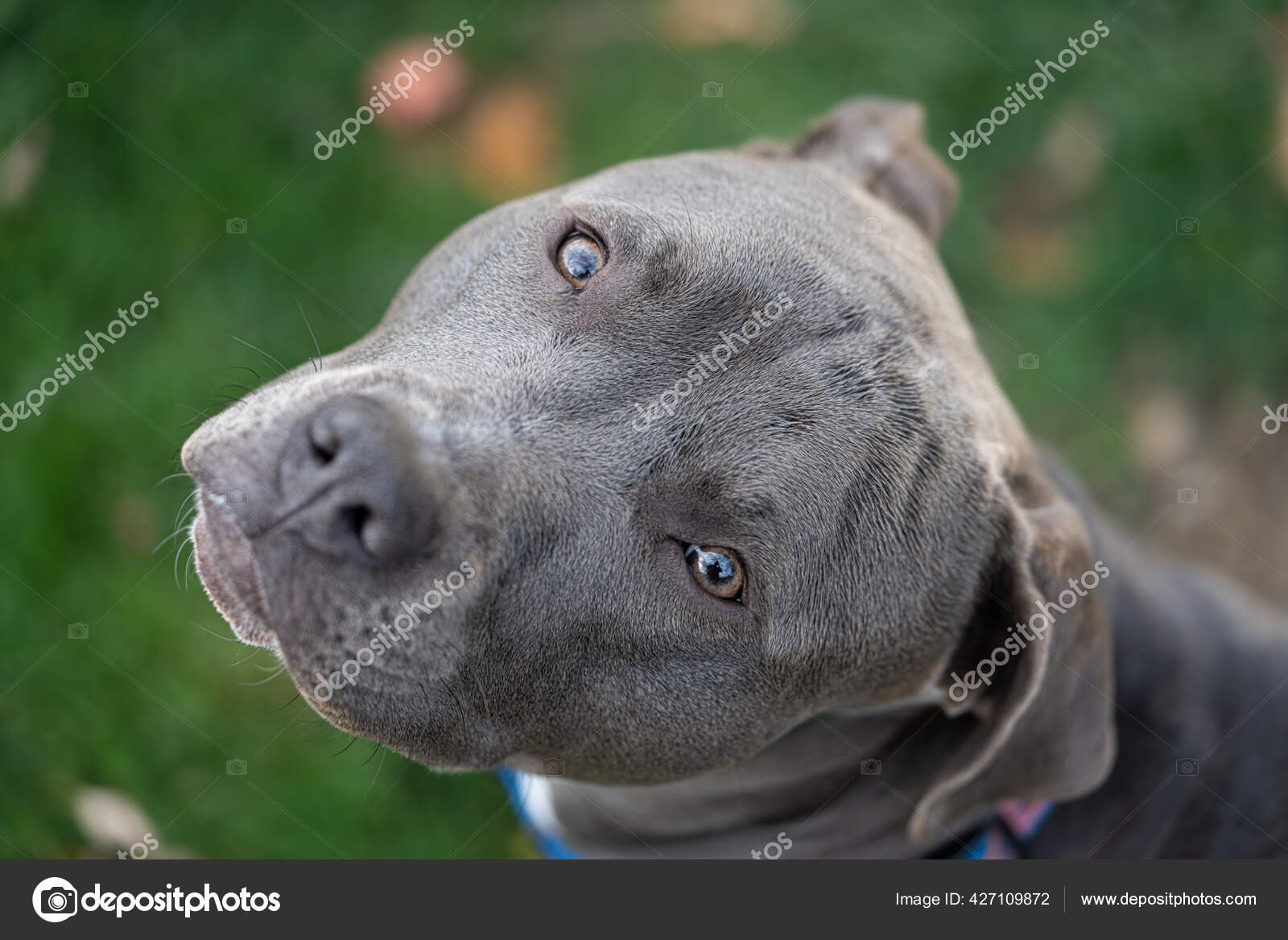 Pitbull Fotoğrafı - 5