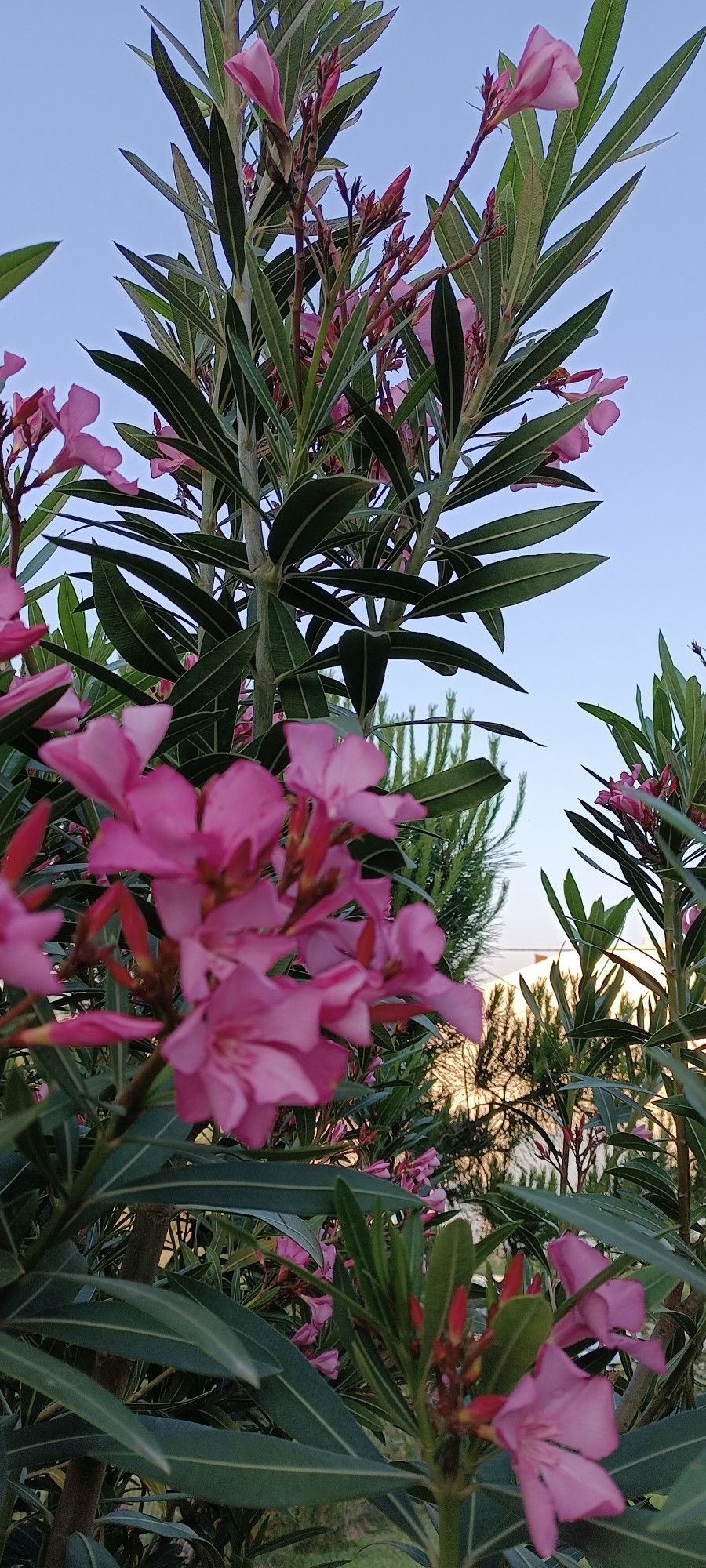 Zakkum Fotoğrafı - 4